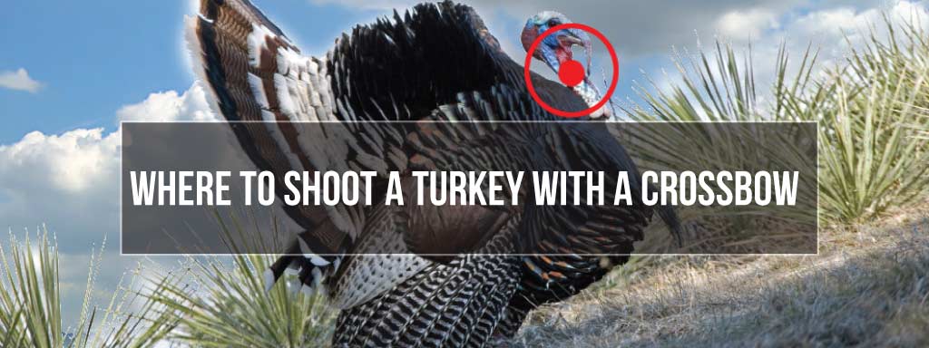 how to shoot a turkey